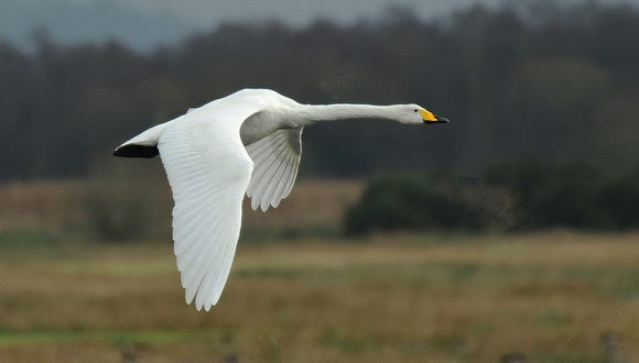 Whooper Swan (Cygnus cygnus) Catcott Lows.Somerset.