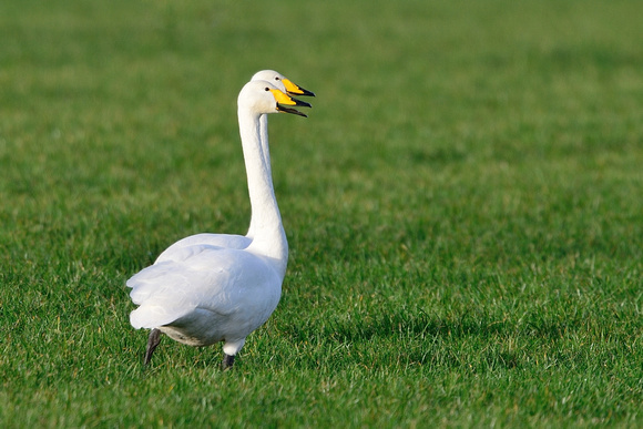 Whooper Swan (Cygnus cygnus) Blakeway, Somerset.