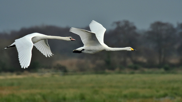 Whooper and Mute swan flypast,Catcott Lows ,Somerset.