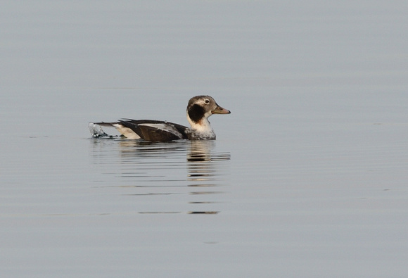 Long-tailed Duck (Clangula hyemalis) Cheddar reservoir.