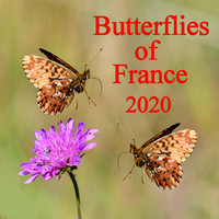Butterflies of France July 2020