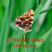 Butterflies of France Spring 2018