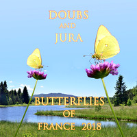 Butterflies of the Doubs and the Jura, France 2018.