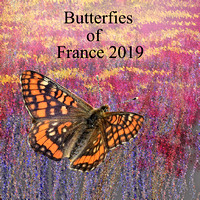Butterflies of France . The Alps 2019