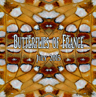 Butterflies of France July 2015