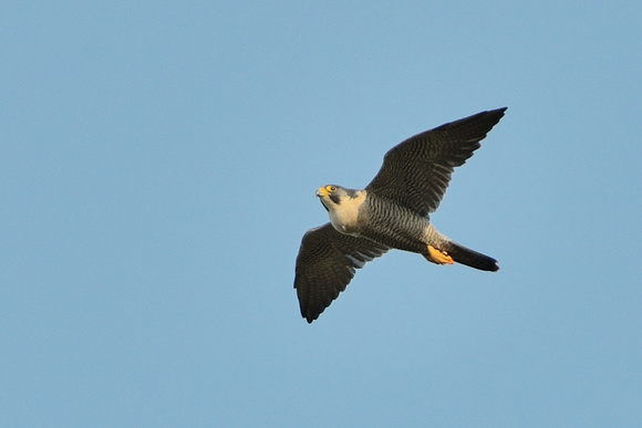 Peregrine (Falco peregrinus) Brean Down, Somerset.