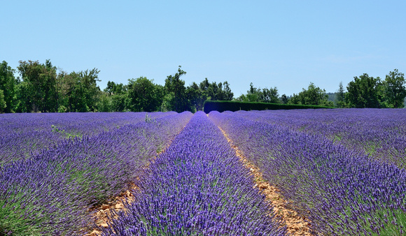 Lavender fields. Vaucluse, France.
