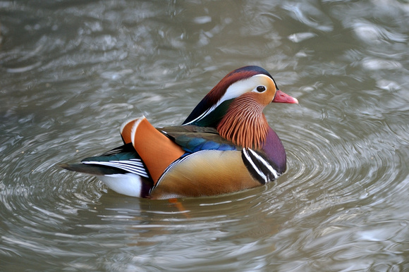 Mandarin Duck (Aix galericulata) [Male]