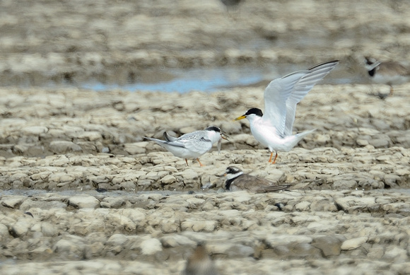 Little Tern feeding its young, Le Baie de l'Aiguillon
