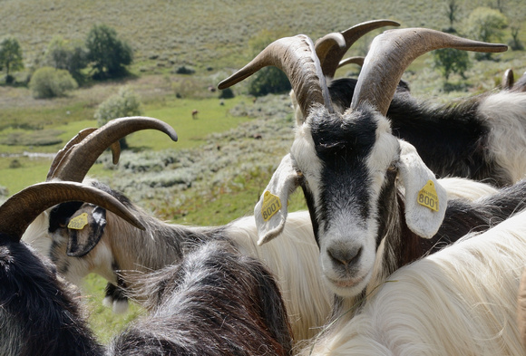 The Pyrenean goat is a traditional breed from the Pyrenees.