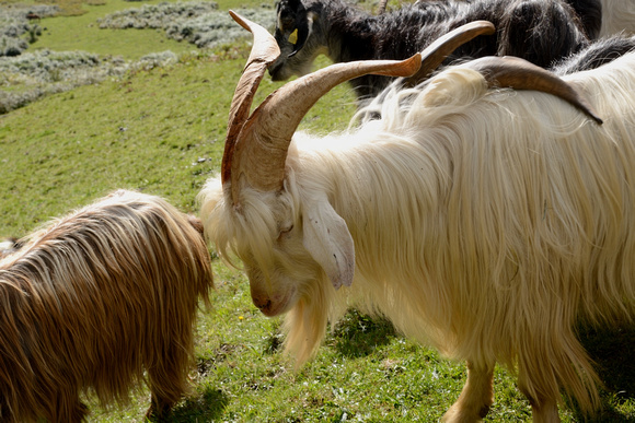 The Pyrenean goat is a traditional breed from the Pyrenees.