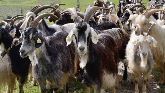 The Pyrenean goat is a traditional breed from the Pyrenees,milk from this herd makes excellent cheese,and is  made in the nearby farmhouse.
