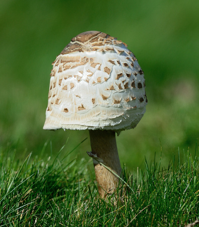 Coulemelle or Parasol mushroom (Macrolepiota procera)