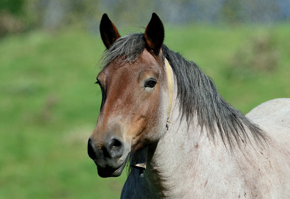 The Ardennes or Ardennais is one of the oldest breeds of draft horse, and originates from the Ardennes area in Belgium, Luxembourg and France.