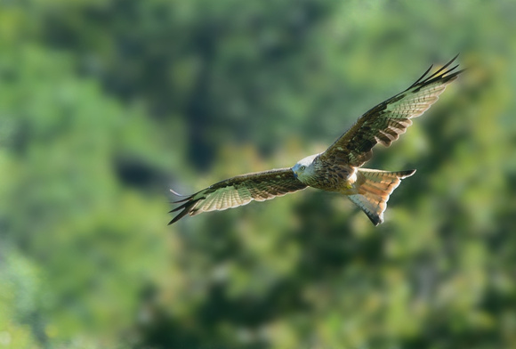 Red Kite patrolling over the campsite.