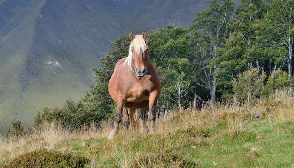 The Comtois Horse.