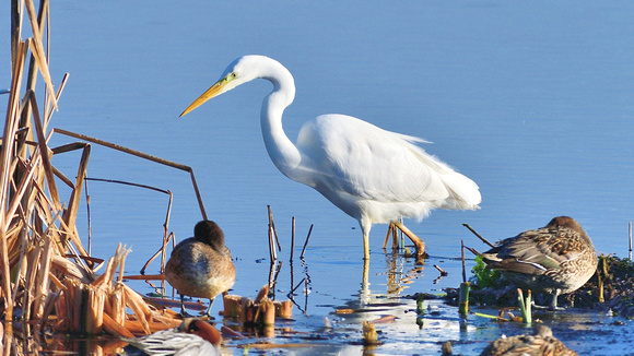 Great White Egret, (Ardea alba) Cattcot lows,Somerset.