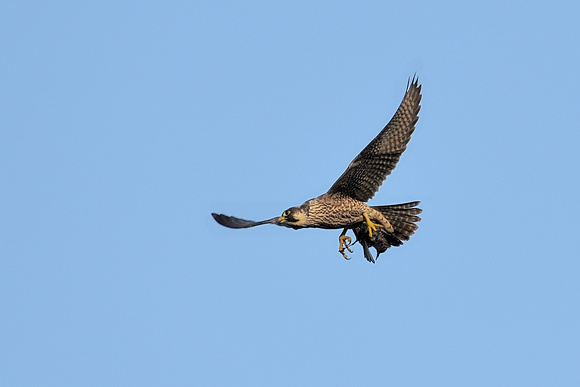 Peregrine (Falco peregrinus) Shapwick Heath, Somerset.