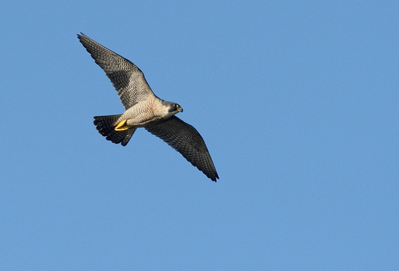Peregrine (Falco peregrinus) Greylake RSPB.