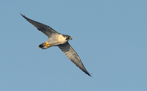 Peregrine (Falco peregrinus) .Greylake RSPB.