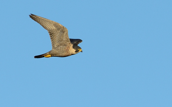 Peregrine (Falco peregrinus) .Greylake RSPB.