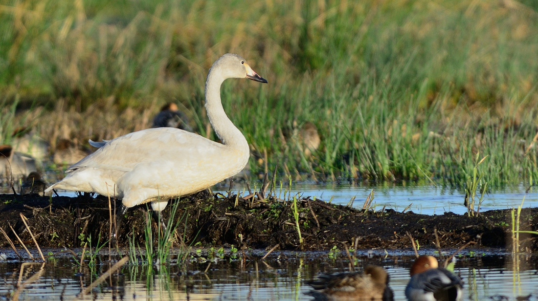 Bewick's Swan (Cygnus columbianus bewickii) Greylake RSPB,Somerset.
