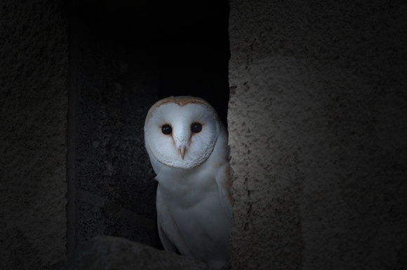 Barn Owl. (Tyto alba)