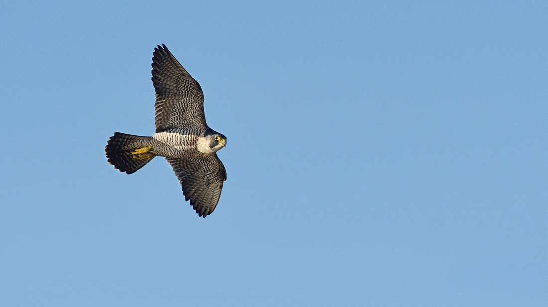 Peregrine (Falco peregrinus) Greylake RSPB.