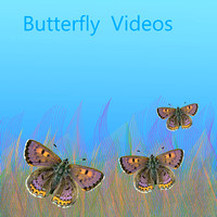 Butterfly videos