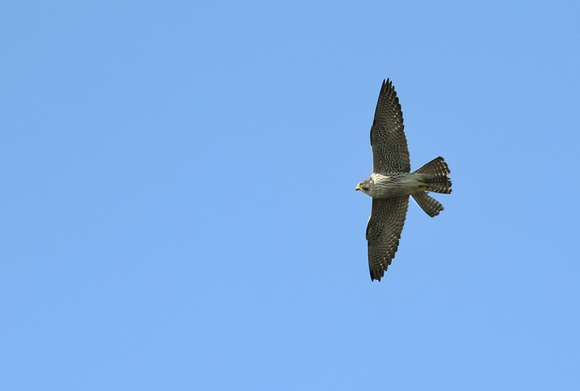 Peregrine (Falco peregrinus) Greylake RSPB, Somerset.