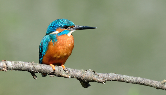Kingfisher. (Alcedo atthis)