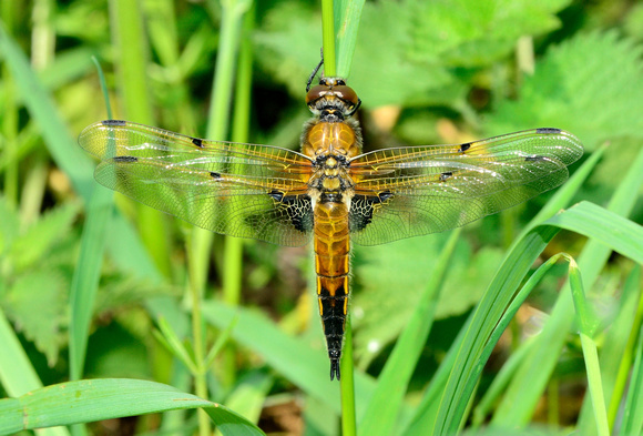 Four-spotted Chaser ( Libellula quadrimaculata) Ham Wall RSPB,Somerset