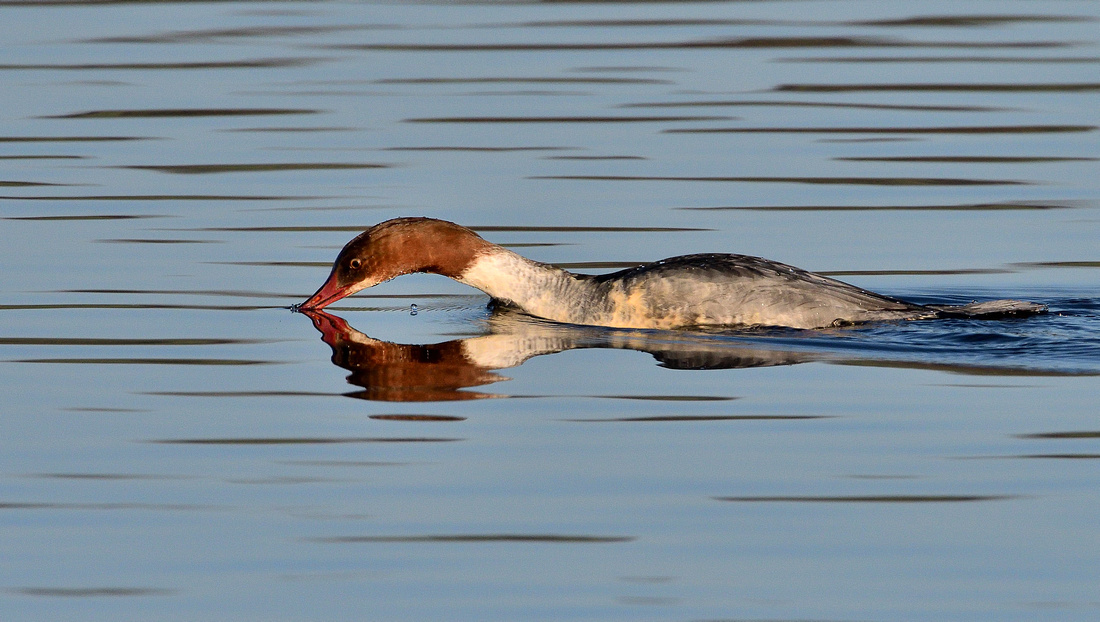 Goosander (Mergus merganser) Westhay Moor ,Somerset.