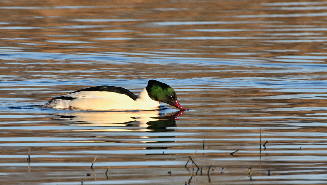 Goosander (Mergus merganser) Westhay Moor ,Somerset.