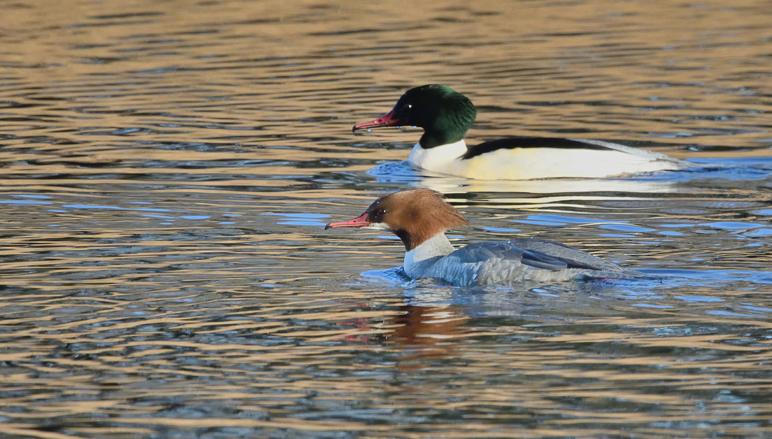 Goosander (Mergus merganser) Westhay Moor ,Somerset.