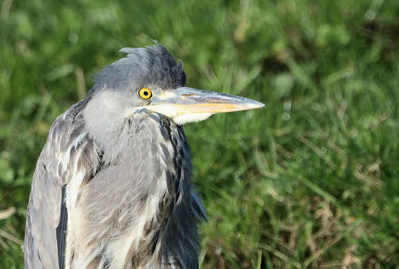 A very cold looking Grey Heron at Tealham Moor.