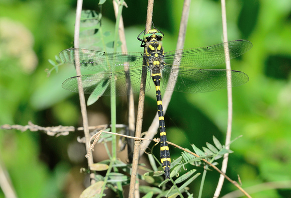 Golden-ringed dragonfly (Cordulegaster boltonii) Var, France.