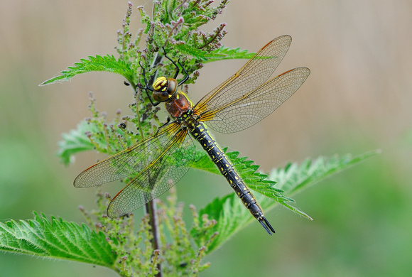 Brachytron pratense (Hairy Dragonfly ) Westhay Moor NNR,Somerset.