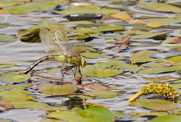 Emperor dragonfly (Anax imperator) Female ovipositing.