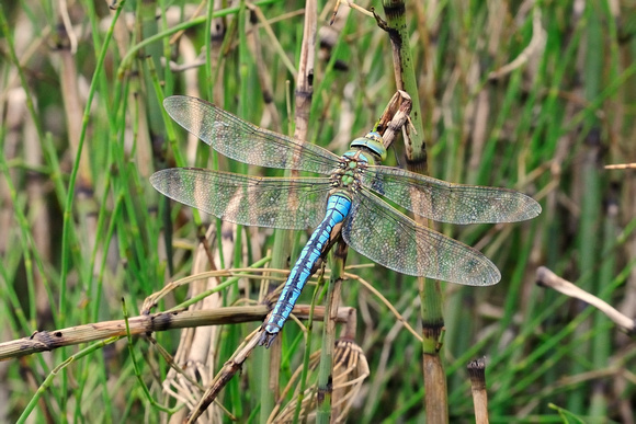 Emperor dragonfly (Anax imperator) Male.