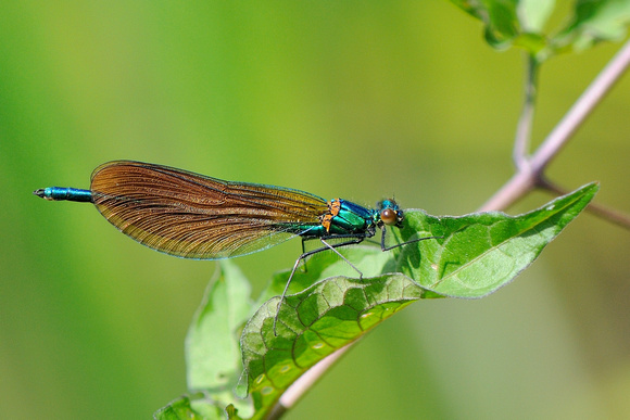 The wing colour is that of an immature male Beautiful Demoiselle (Calopteryx splendens)