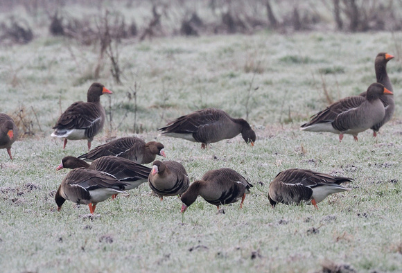 White-fronted Goose,Westhay Moor,Somerset.