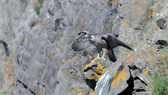 Peregrine (Falco peregrinus) Hartland point ,Devon.