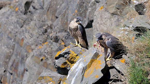 Peregrine (Falco peregrinus) Hartland point ,Devon.