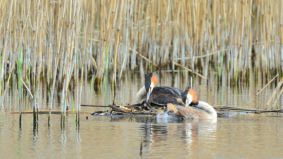 Great Crested Grebe (Podiceps cristatus)  Westhay  Moor, Somerset.