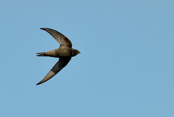 Swift (Apus apus) Westhay NNR,Somerset.