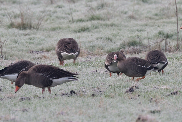 White-fronted Goose,Westhay Moor,Somerset.