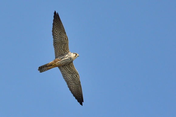 Hobby (Falco subbuteo) Westhay NNR,Somerset.