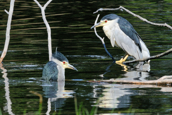 Night Herons (Nycticorax nycticorax) Parc Ornithologique du Teich,France.
