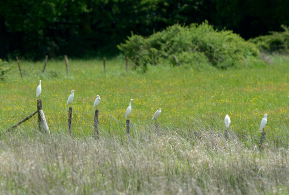 Cattle Egret (Bubulcus ibis) La Brenne,Indre,France.